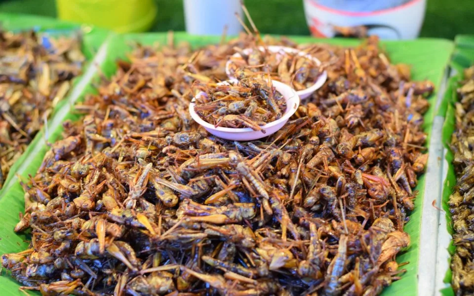 Je libo cvrčky nebo červíky? Přerov pořádá první ročník gastronomického festivalu