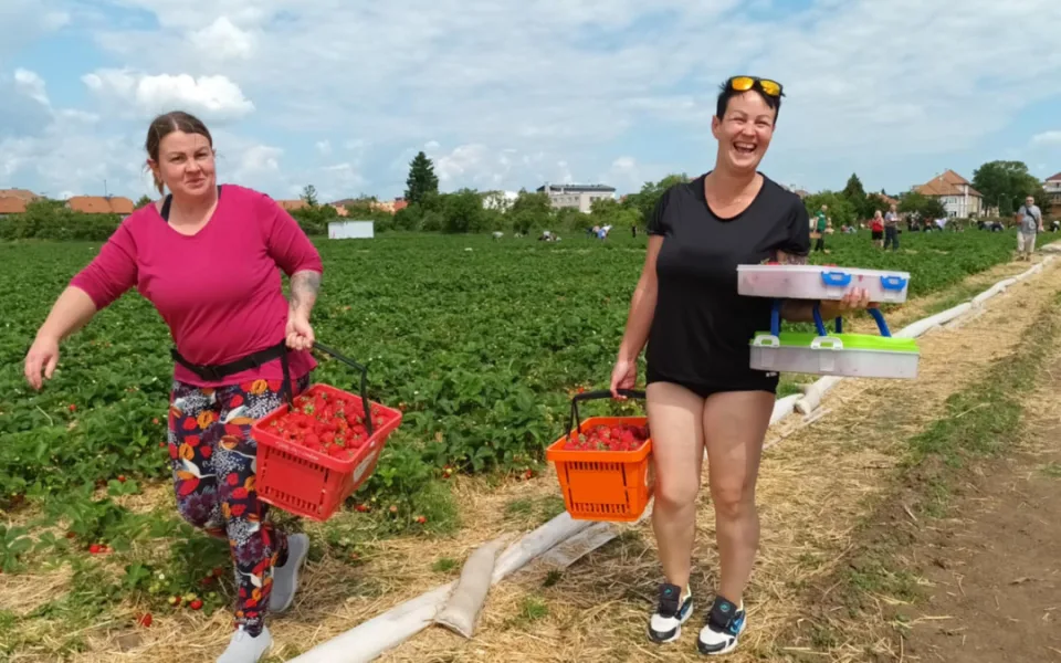 FOTOGALERIE: Červené šílenství. Na plantážích u Prostějova a Olomouce začal samosběr jahod