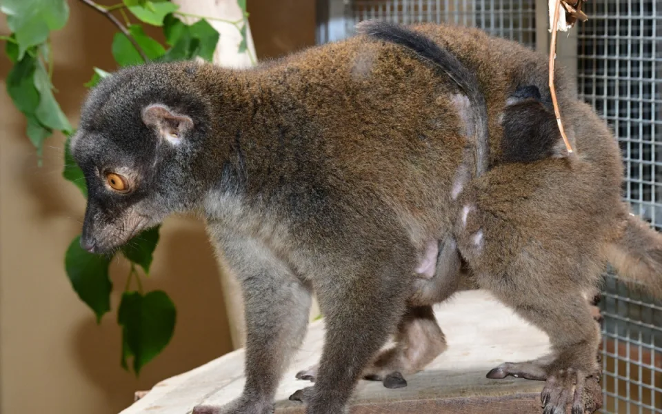 Dvojnásobná radost na Svatém kopečku. V zoo se narodili lemuří dvojčata