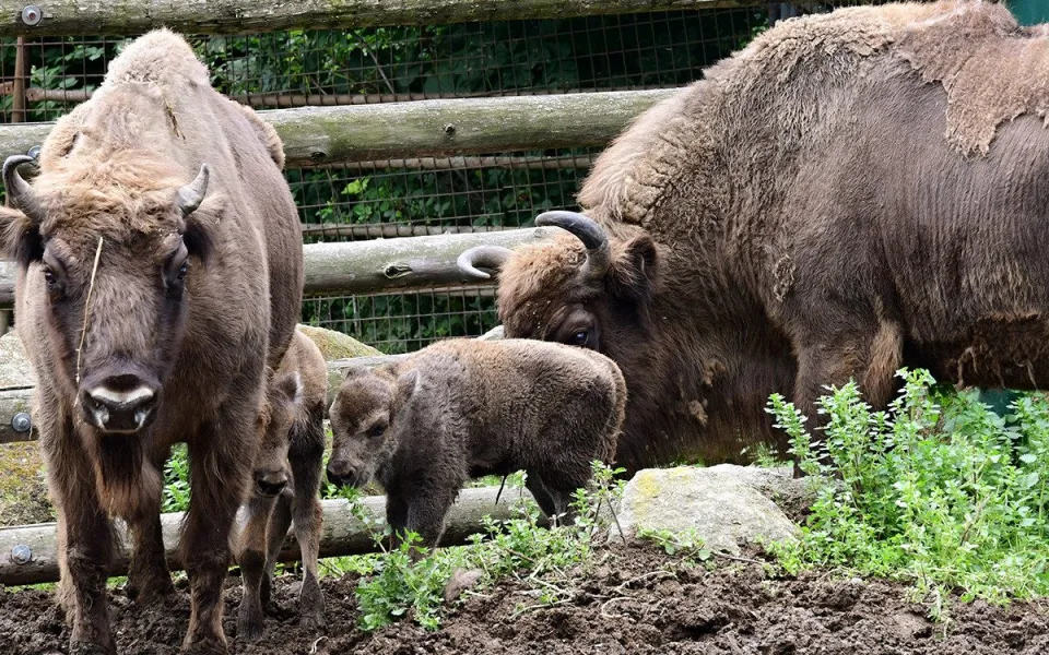 Zubří stádo na Svatém Kopečku se rozrostlo o dvě mláďata, jde o jediné odchovy na Moravě