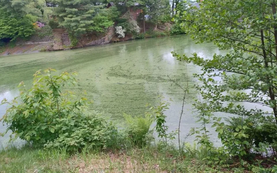 Voda na Plumlově a na Poděbradech je v pořádku. Sinice jsou ovšem v jezírku u Dalova