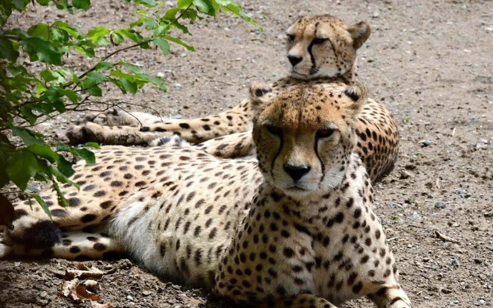 VIDEO: Samec geparda v olomoucké zoo se už těší na dvě samice. Přicestovaly z Polska