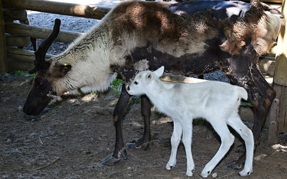 Stádo sobů polárních se rozrostlo o šest mláďat. Chov v Zoo Olomouc patří mezi evropskou špičku