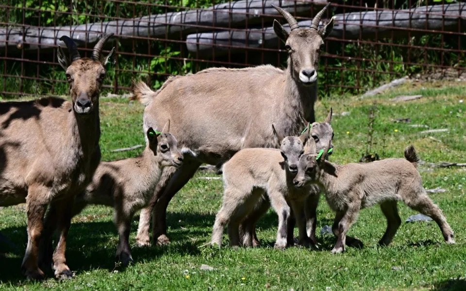 Nová mláďata kozorožce kavkazského. Olomoucká zoo má největší stádo na světě