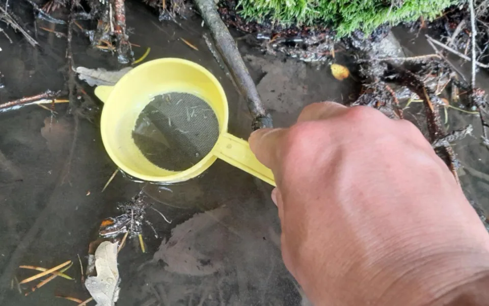 Záchrana vymírající populace mihulí v Jeseníkách. Odchov larev byl úspěšný