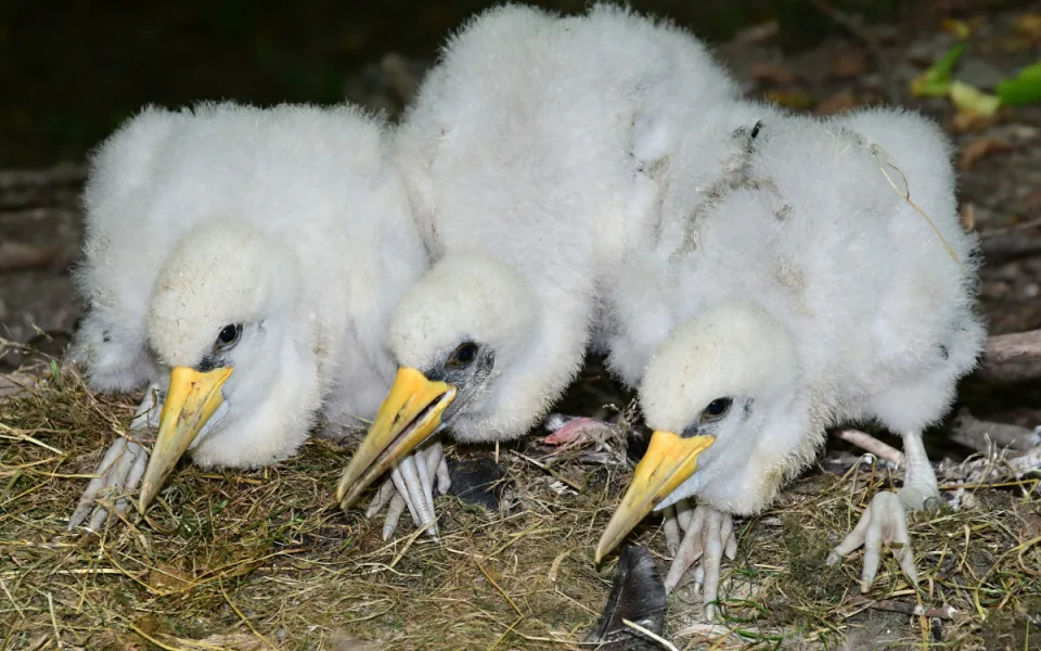 Plameňáci, husy nebo vzácný bažant. Olomoucká zoo je plná ptačích mláďat