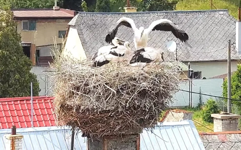 Čápi na hnízdě v Moravském Berouně