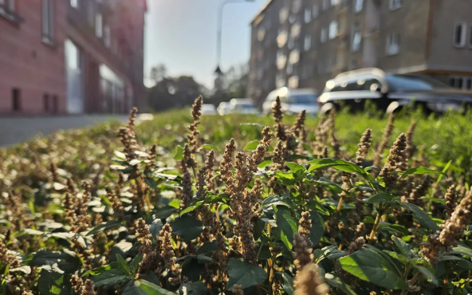 Studentka objevila v Olomouci 19 druhů rostlin, které zatím nikdo v ČR nenašel. Dostala cenu