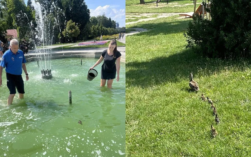 Záchranná mise v olomouckém parku: vyčerpaná kachňata uvěznila fontána