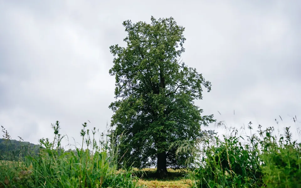 Poustevník ve finále. Lípa z Jeseníku sbírá hlasy v anketě Strom roku