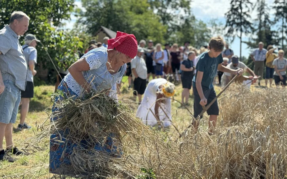 Sklizeň jako za starých časů. Tradiční žně na Hané přiblíží muzeum v Příkazích