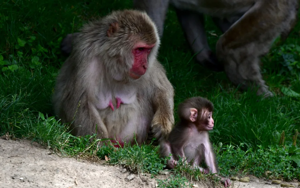 Tlupa se rozrostla. Olomoucká zoo přivítala pět nových makaků