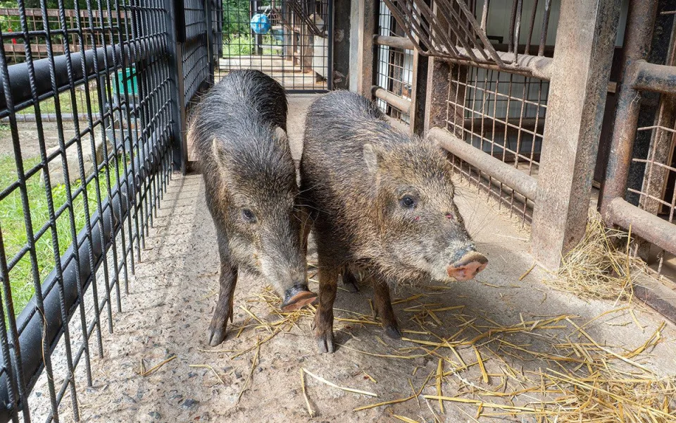 Zoo Olomouc chová nový vzácný druh, na Svatém Kopečku se zabydlí pekari bělobradý
