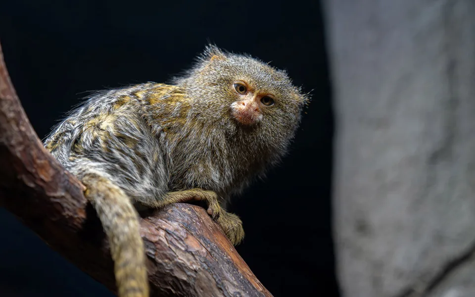 Nejmenší opice světa na Svatém Kopečku: Zoo Olomouc získala pár kosmanů zakrslých východních