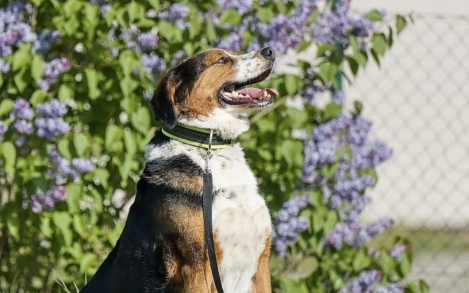 HLEDÁME PÁNÍČKA: V útulku v Mohelnici čekají tři hodní pejsci. Dostanou novou šanci?