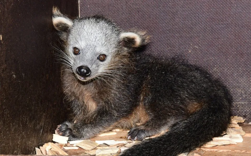 Nový binturong v olomoucké zoo. Ošetřovatelé se k mláděti dostali až po několika týdnech
