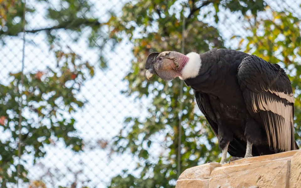 Největší dravci světa v olomoucké zoo. Kondoři mají novou voliéru
