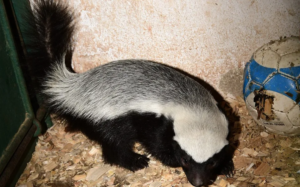 Medojed kapský v Zoo Olomouc