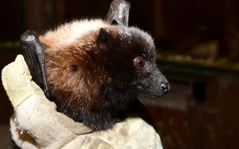 Pětadvacet vzácných kaloňů z olomoucké zoo odcestovalo do Amsterdamu a Curychu