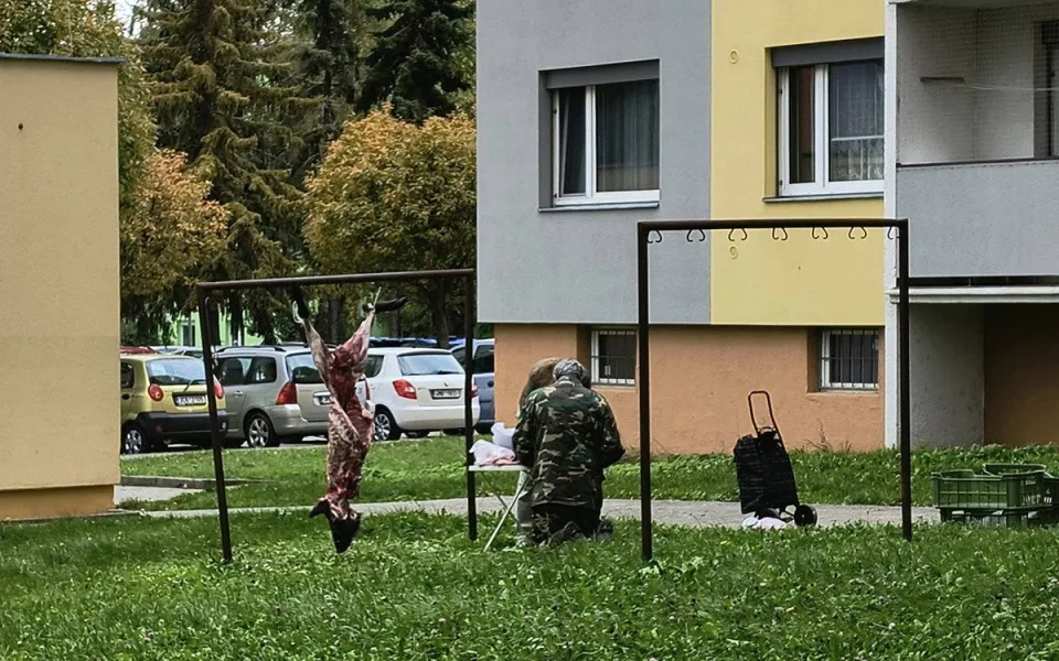 Rozřezaný divočák na sušáku. Scéna mezi paneláky v Olomouci rozvířila emoce