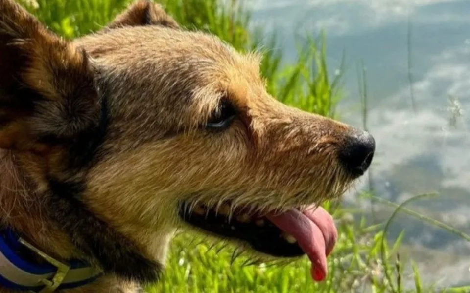 Beník