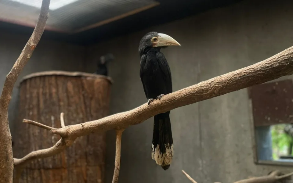 Světový unikát v olomoucké zoo. Na Svatém kopečku jsou nová mláďata zoborožců