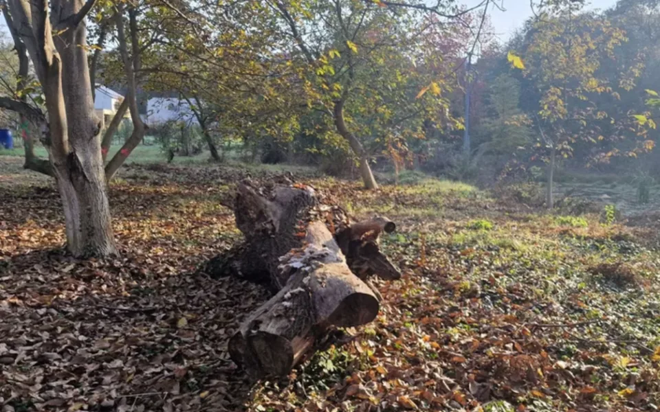 Droždín