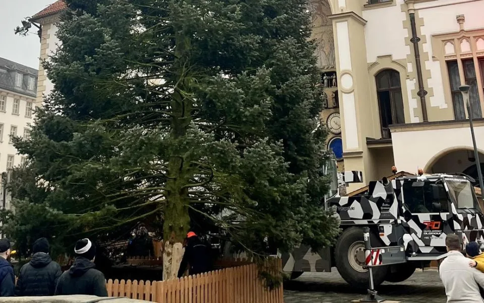 Padesátiletá jedle pro Olomouc: vánoční strom čeká k orloji dlouhá cesta