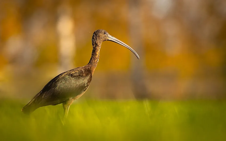foto Robert Adamec 2