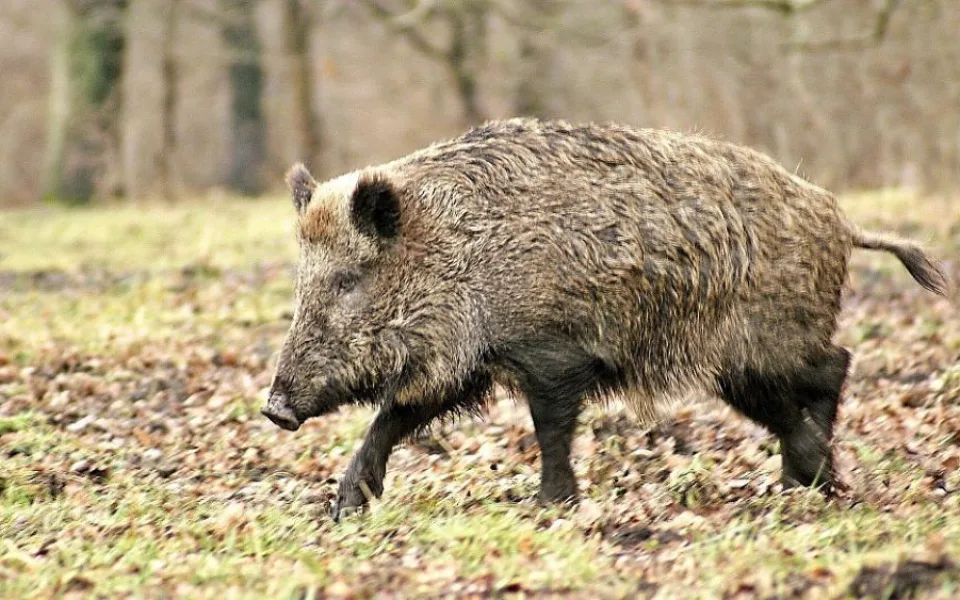 Jako v Hoří, má panenko. V Radslavicích zloděj ukradl zvěřinu z tomboly na plese