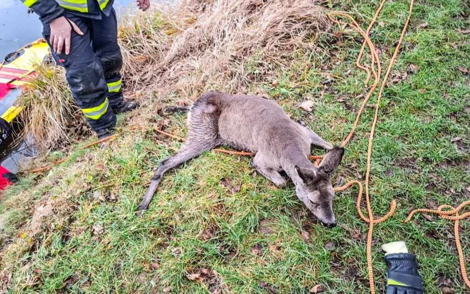 Hasiči zachránili srnku uvězněnou na rybníku v Jeseníku. Zásah komplikoval tenký led
