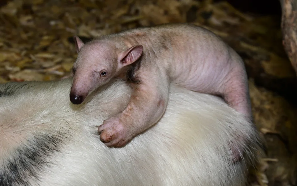 Poslední mládě roku 2025 v olomoucké zoo. Denně spořádá tisíce mravenců