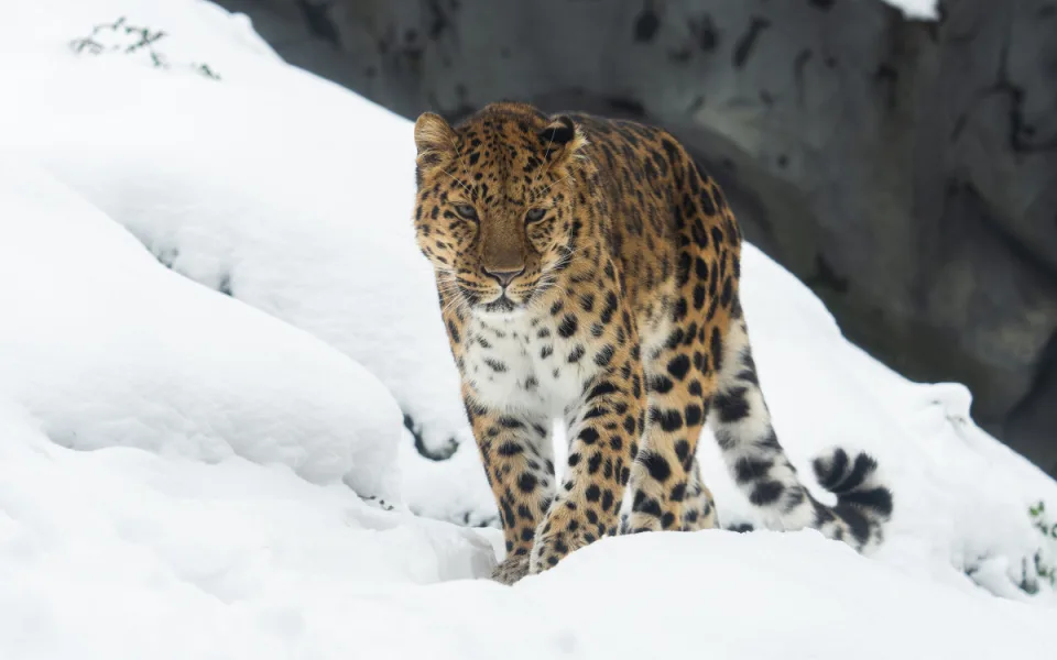 Zoo v zimě nespí. Zahrada láká i na snížené vstupné