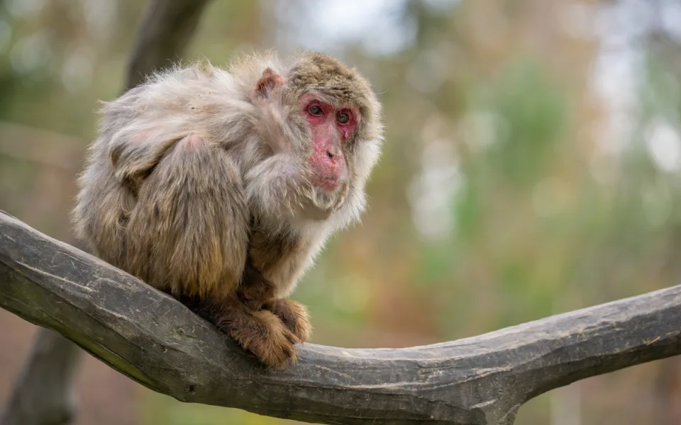 Smutná zpráva z olomoucké zoo. Zahynula opice Babča