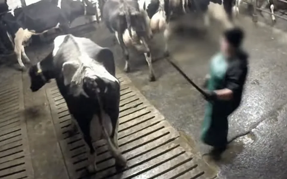 Krávy mlácené do obličeje, odvlečená telata, nemohoucí zvířata. Otřesné záběry z farem na střední Moravě