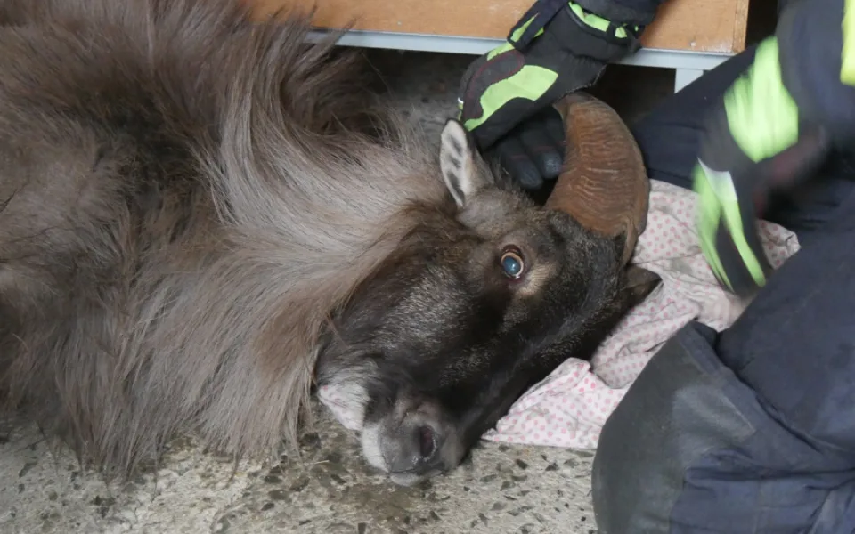 Zaběhnutá exotická koza se týdny toulala po horách. Hasiči ji odchytili až u sklepa v Jeseníku