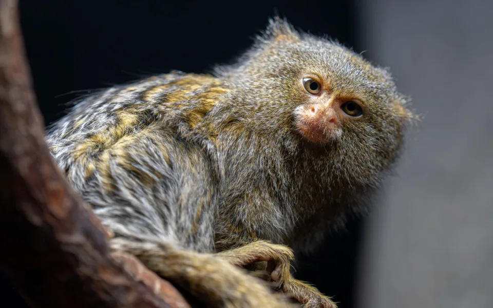 Pět gramů. V olomoucké zoo se narodila dvojčata nejmenších opic na světě