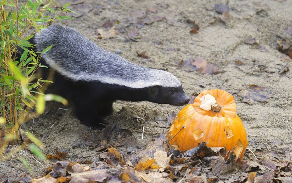 Seznamte se s medojedy. Chovatelé už znají pohlaví letních přírůstků v olomoucké zoo