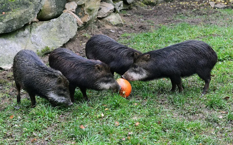 Kolekci zvířat chovaných v Zoo Olomouc loni rozšířil také nový druh - pekari bělobradý