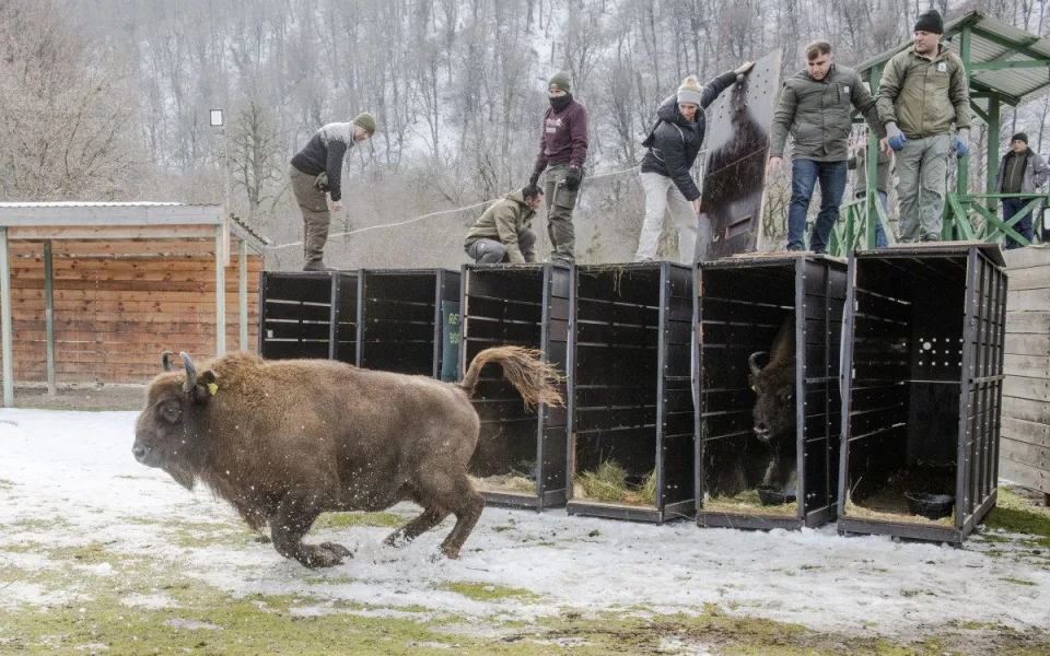 Tři zubří samice z olomoucké zoo podpoří na Kavkaze návrat tohoto druhu do volné přírody