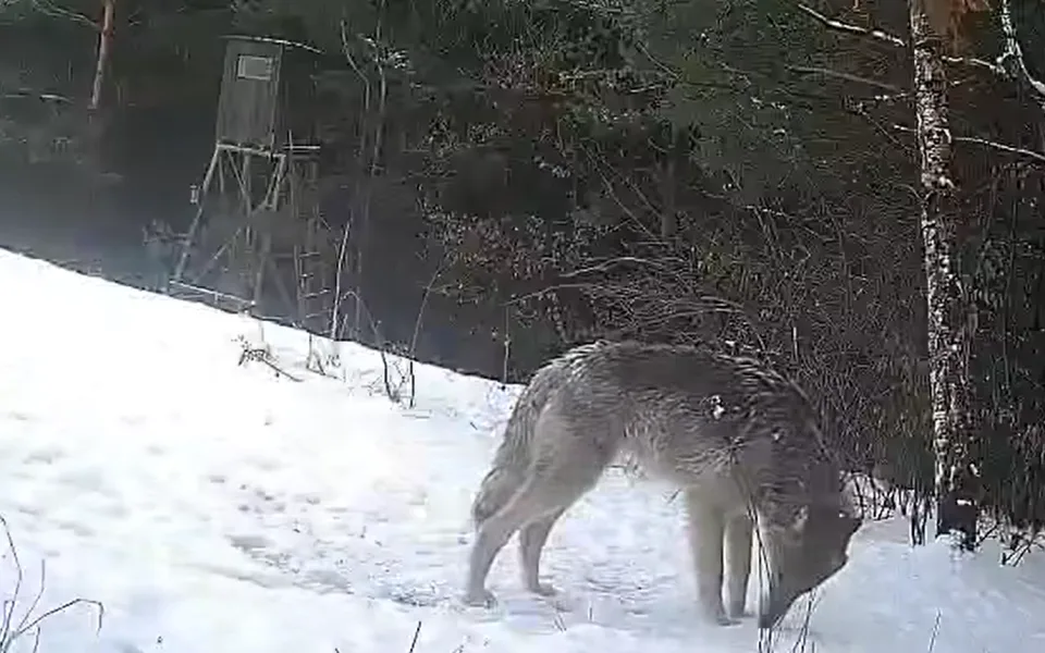 VIDEO: Vlci v okolí Zábřehu. K panice není žádný důvod, buďte však obezřetní, vyzývá radnice