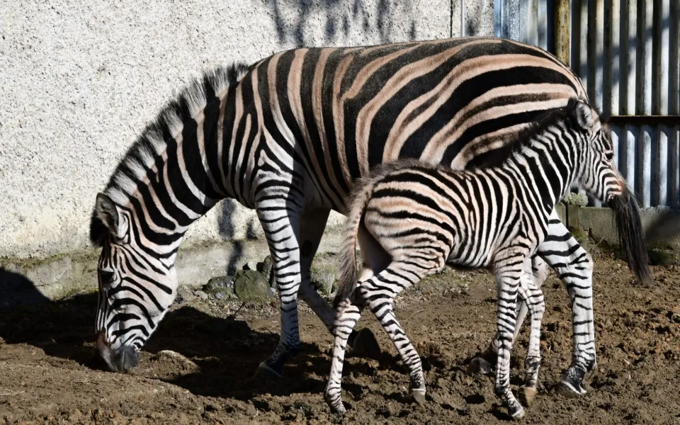 Devět let čekání je u konce. Olomoucká zoo má nové zebří mládě