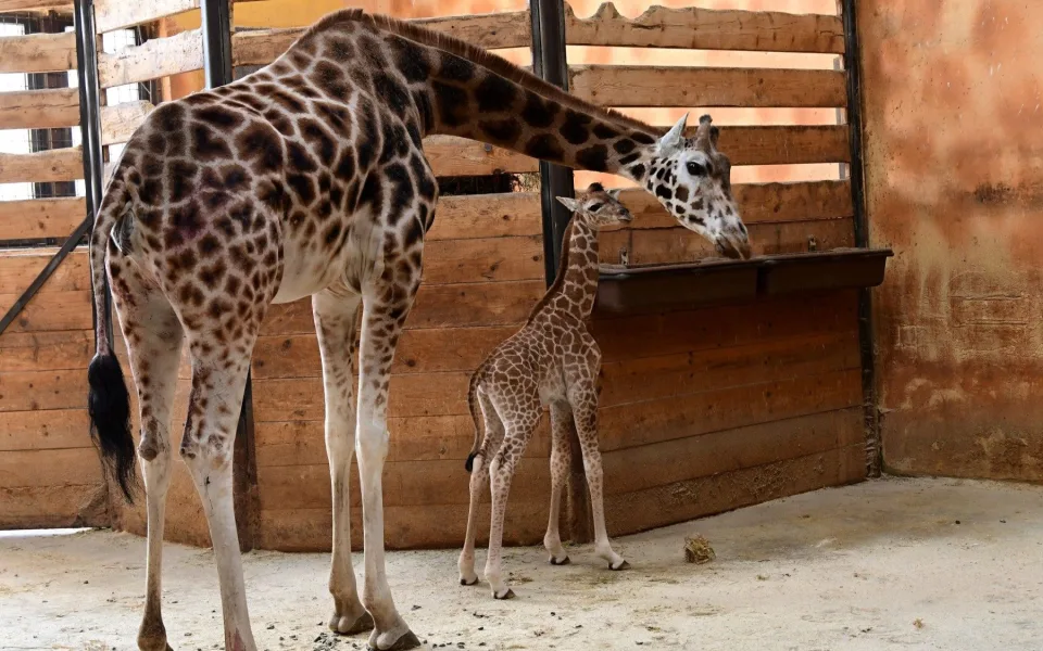 Porod z výšky dvou metrů. V zoo na Svatém Kopečku se narodila žirafí holčička Sisi