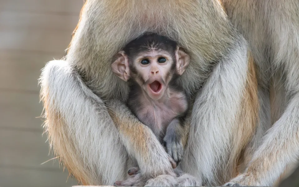 V Zoo Olomouc se narodilo mládě kočkodana. Pomohly i zkušenější samice