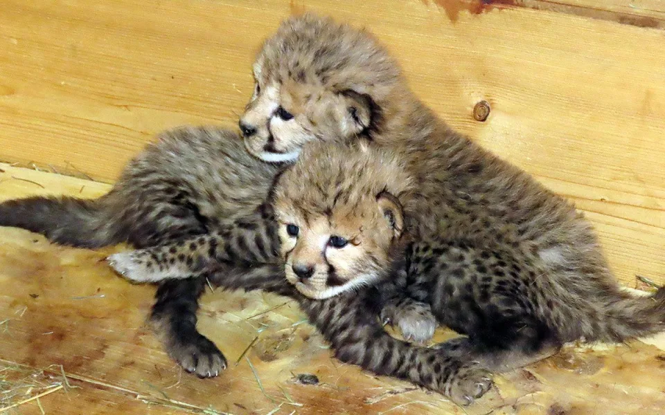 V Zoo Olomouc se narodila mláďata geparda štíhlého