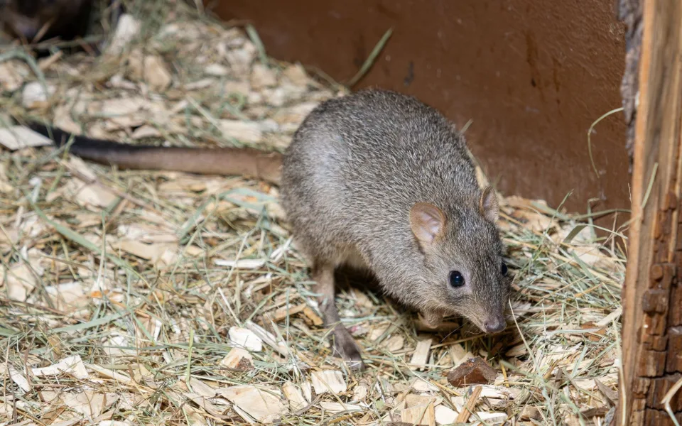 Malí houbaři v olomoucké zoo. Na Svatém kopečku mají nová mláďata klokánků