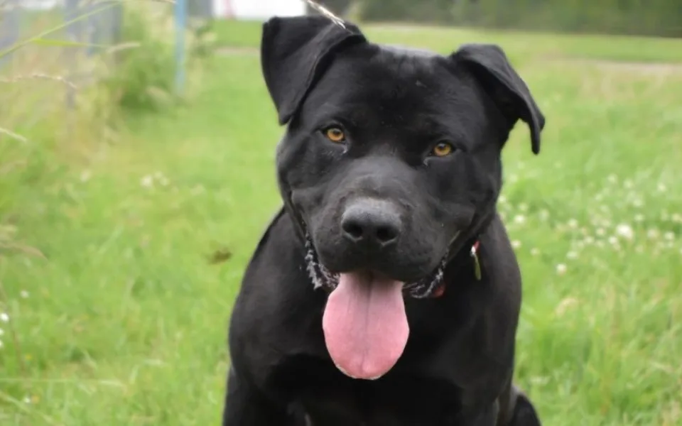 HLEDÁME PÁNÍČKA: Zorro, Kira a Brutus z Olomouce čekají. Laskaví pejsci vyhlíží novou šanci