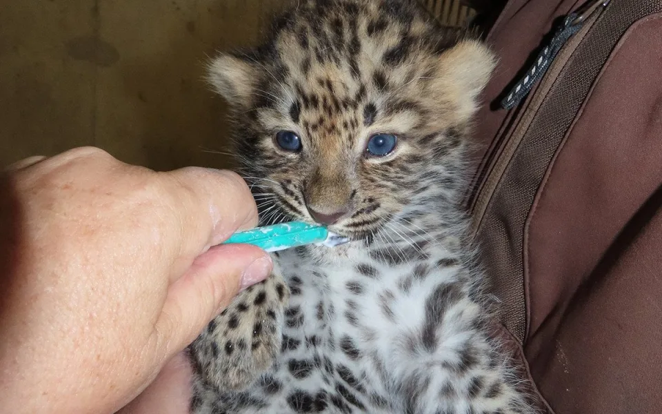 Rozkošné kočičí hvězdy: lidé se rozplývají nad malými levharty a gepardy ze Zoo Olomouc