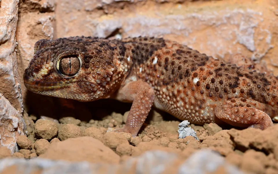 Exotičtí kobříci i gekon. Zoo Olomouc obnovila terária pro vzácné druhy