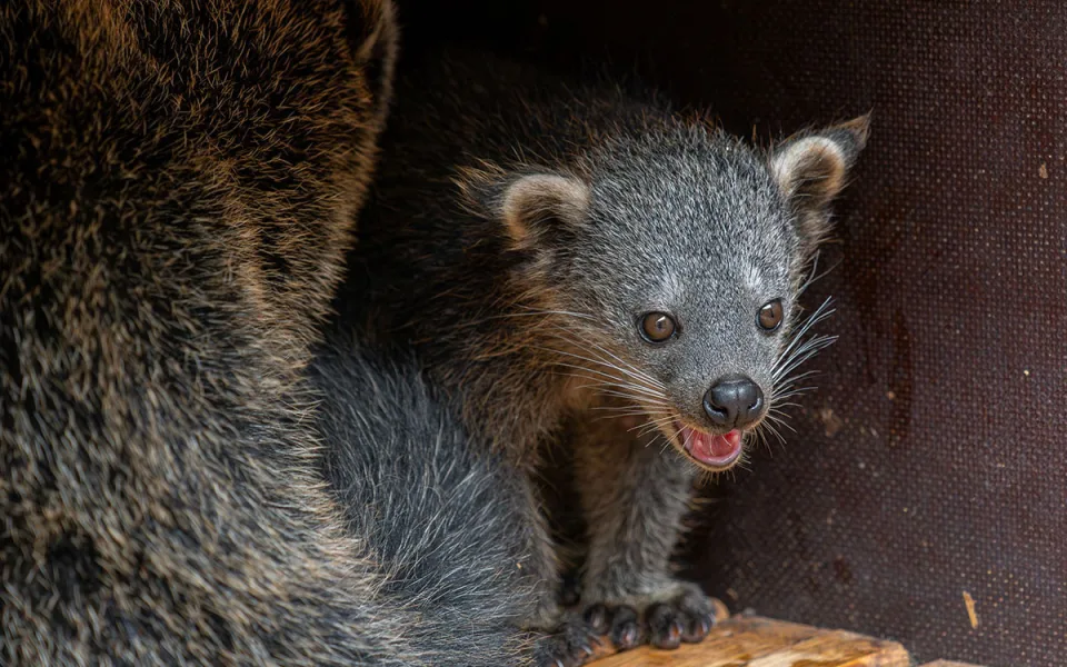 Medvědokočky si užívají jarní slunce. V Zoo Olomouc se radují z mláděte binturonga
